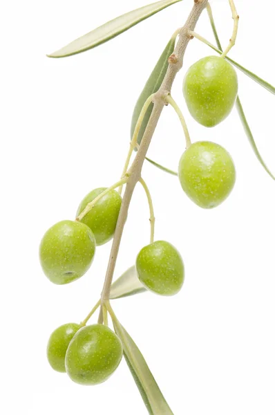 橄榄 — 图库照片