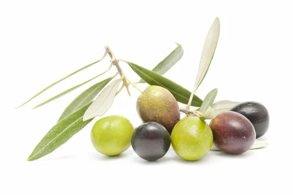 Оливки — стоковое фото