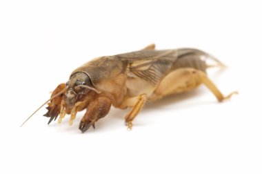 Mole cricket clipart