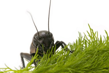 Macro of a cricket clipart