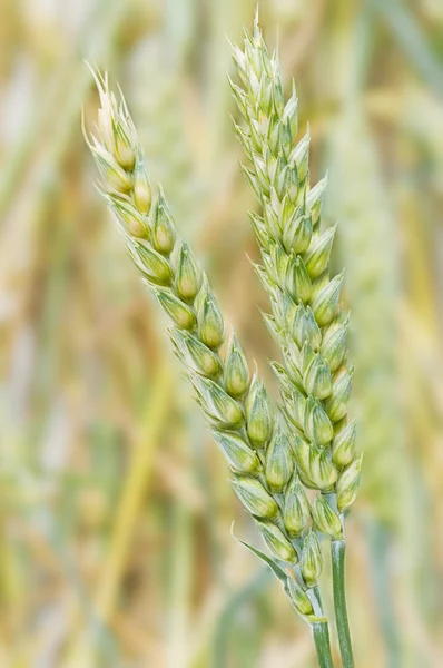 穀物のスパイク — ストック写真