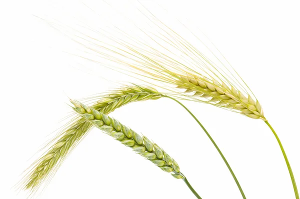 Uszy kukurydzy — Zdjęcie stockowe