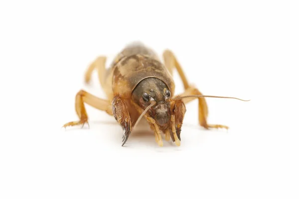 Mole cricket — Stock fotografie