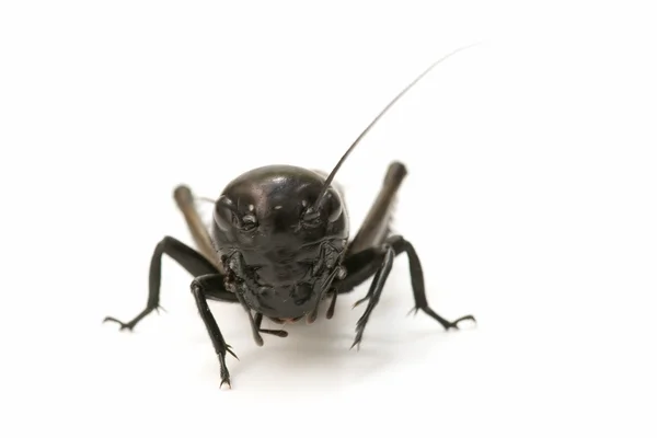 一只蟋蟀的宏 — 图库照片