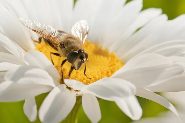 stock image Bee on flower