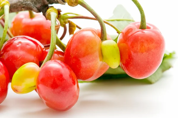 Ecological cherries — Stock Photo, Image