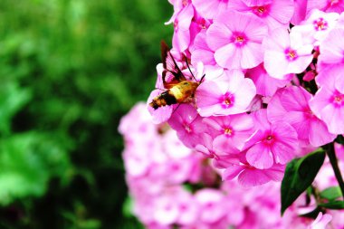 Snowberry clearwing sinekkuşu güve
