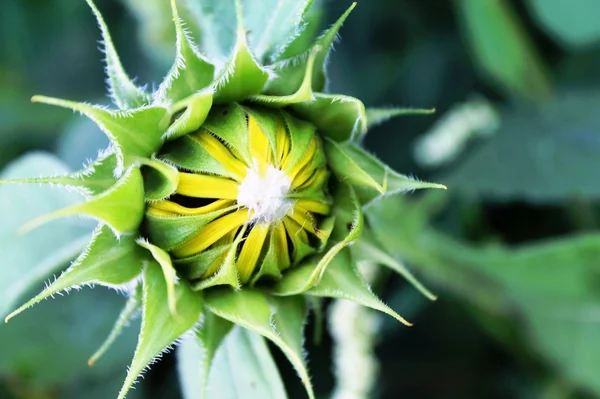 Kapalı ayçiçeği — Stok fotoğraf