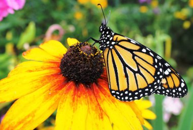 Monarch on Black Eyed Susan clipart