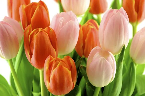 stock image Tulips on White