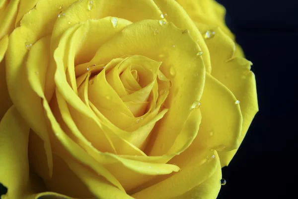 stock image Yellow Rose