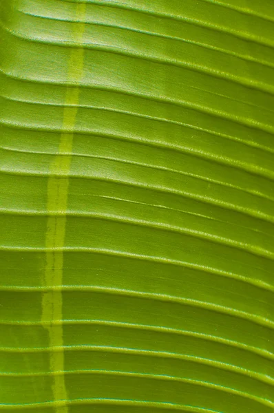 Зелений palm — стокове фото