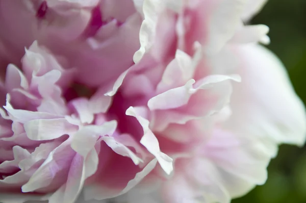 Stock image Pink Peony