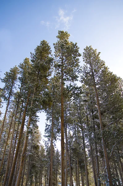 Zimní borovice Stock Snímky