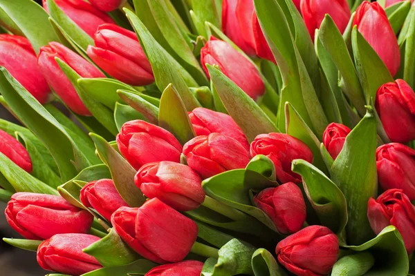 Bukiet czerwonych tulipanów Zdjęcia Stockowe bez tantiem