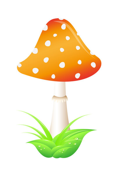 Mushroom – Amanita
