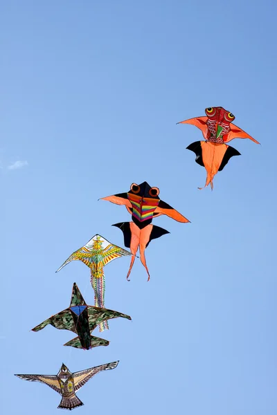 Воздушный дракон — стоковое фото
