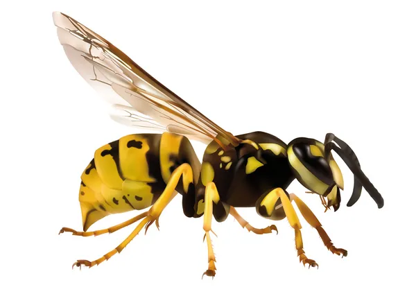 Eşek arısı — Stok Vektör