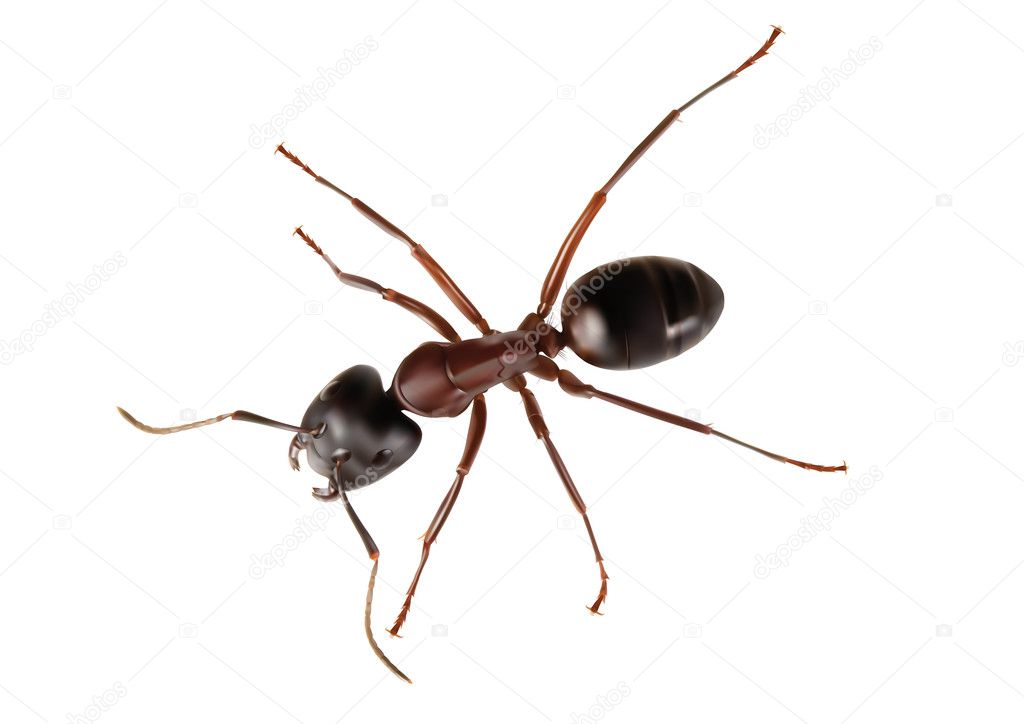 Illustration of ant
