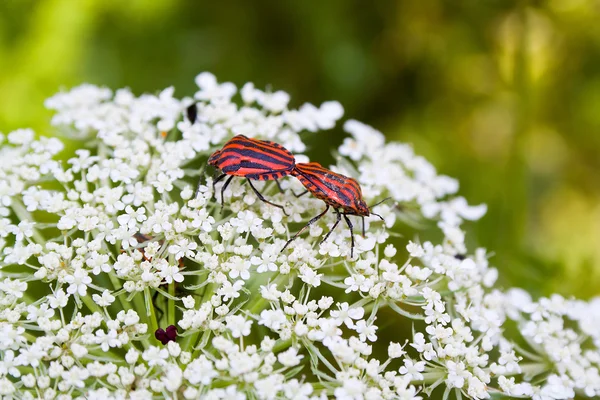 Two red and black striped beetles — Stock Photo, Image