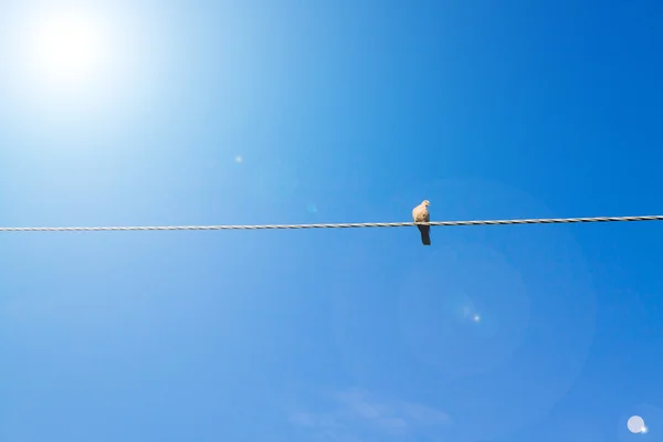 stock image Pigeon on wire, with sun and blue sky