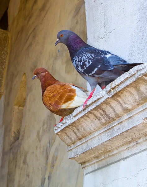 Deux pigeons de couleur — Photo
