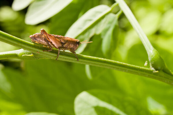 Grasshopper on green vegetation