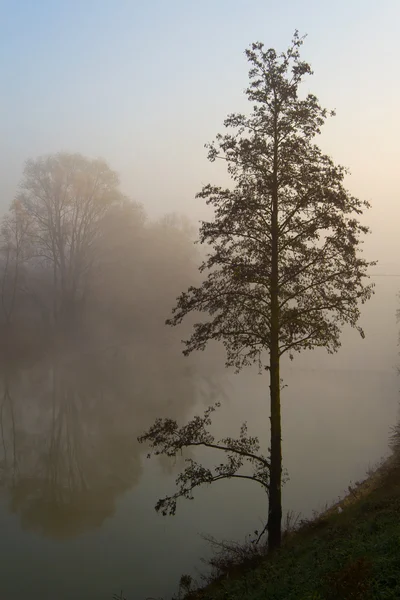 Stock image Tree in fog