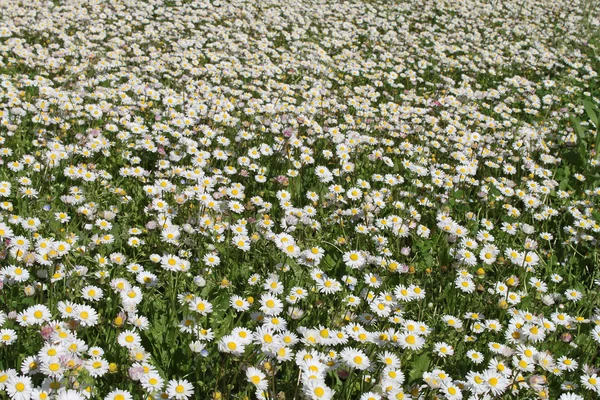 stock image Texture blossom