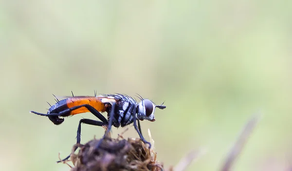 Diptera — Stock Photo, Image
