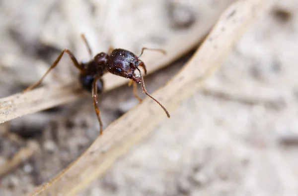 Asker karınca — Stok fotoğraf