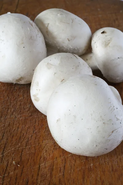 Champignon, paddenstoel — Stockfoto
