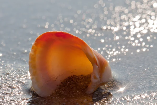 Shell on the sunrise — Stock Photo, Image