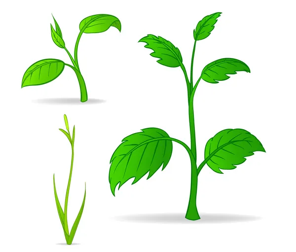 Bitkilerin yeşil çizgi film seti — Stok Vektör