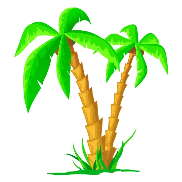 Cartoon tropical palm isolated on white background — Stock Vector
