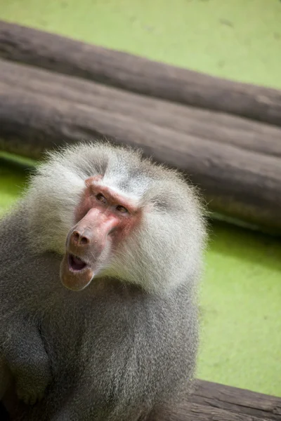 Viejo babuino, Papio hamadryas —  Fotos de Stock