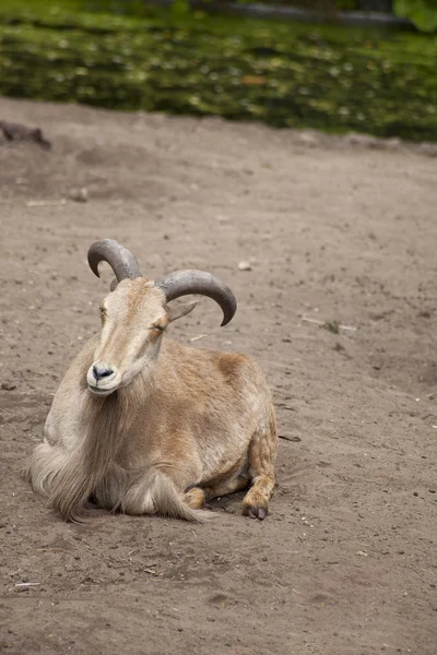 stock image Barbary sheep, Ammotragus lervia