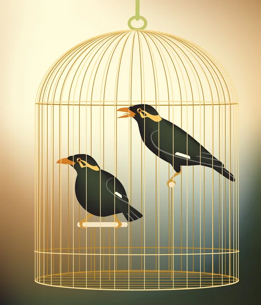 Caged myna birds — Stock Vector