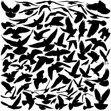 Pigeon silhouettes clipart