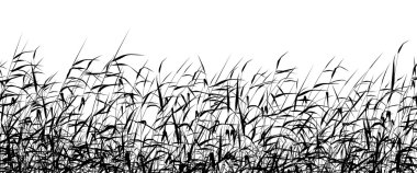 Reed foreground clipart