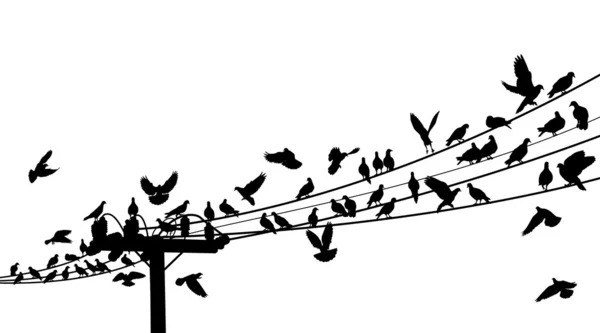 Gallo de aves — Archivo Imágenes Vectoriales