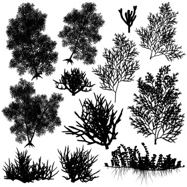 Coral elements clipart