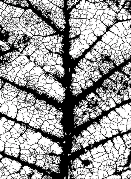 树叶的叶脉 — 图库矢量图片
