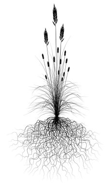 Grass with roots clipart