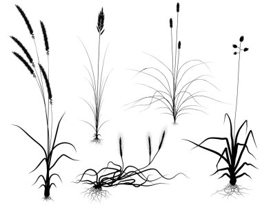 Grass silhouettes clipart