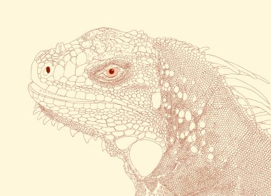 Iguana head clipart