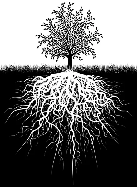 Korzenie drzew — Wektor stockowy