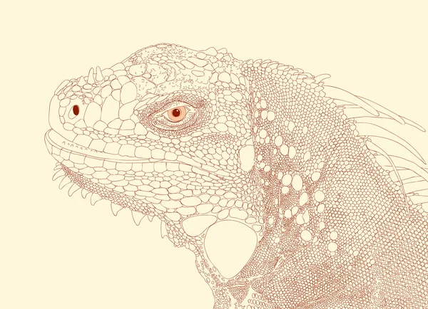 Cabeza de iguana — Archivo Imágenes Vectoriales