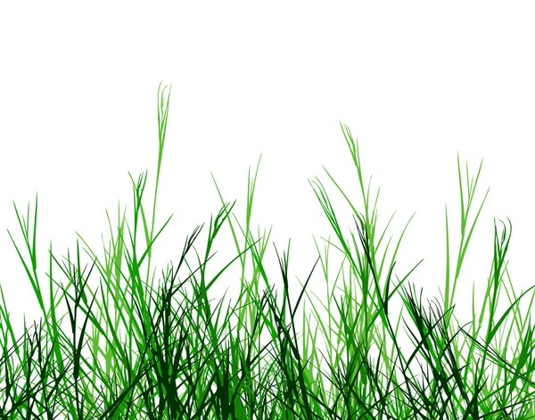 Ruwe gras — Stockvector