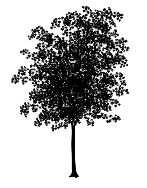 Maple silhouette — Stock Vector
